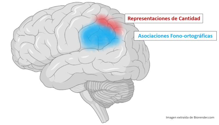 Muestra la zona del cerebro relevante en en las asociaciones de letras y sonidos, en el lóbulo parietal inferior del hemisferio izquierdo; y la zona donde se procesan las cantidades en el surco intraparietal.