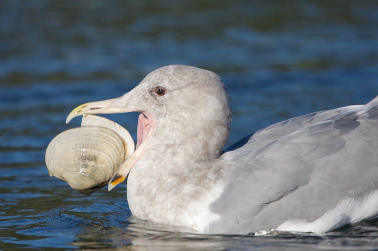 A glaucous-winged gull holding a large clam in its beak.