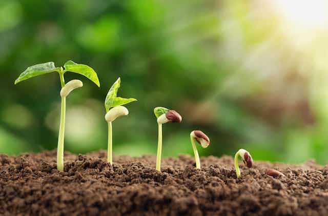 Plant seedlings