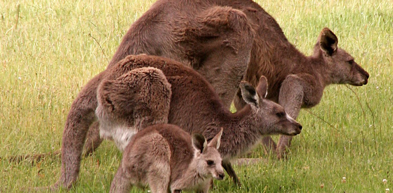 It S Raining Kangaroos The Ups And Downs Of Kangaroo Management
