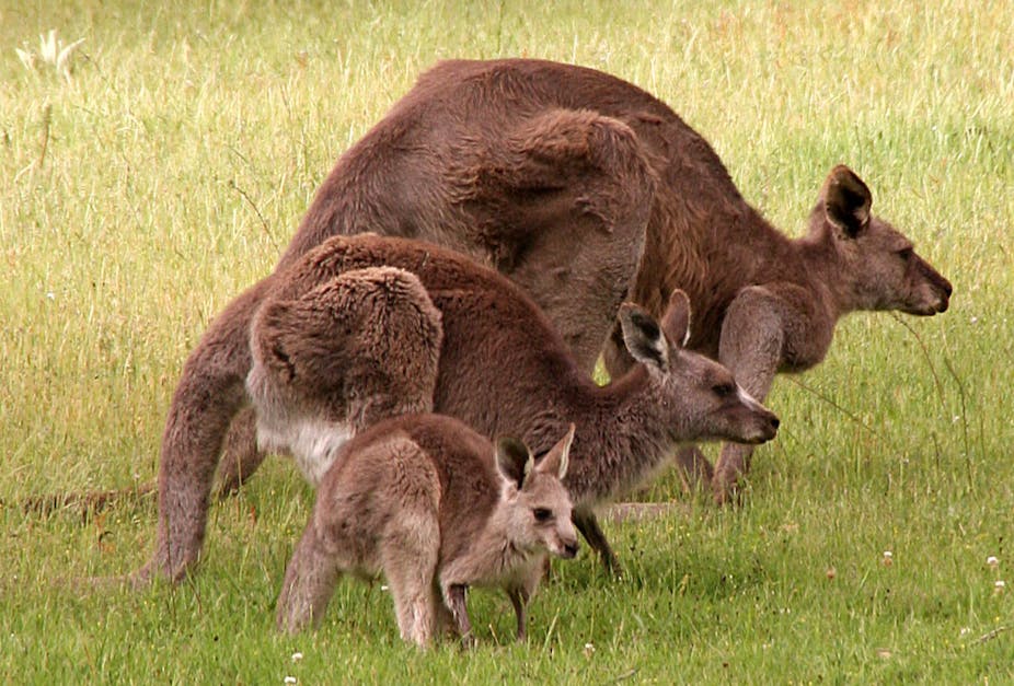 it s raining kangaroos the ups and downs of kangaroo management