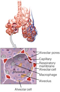 Illustration of a small section of lungs showing the alveoli and within the alveoli a close up of a microphage
