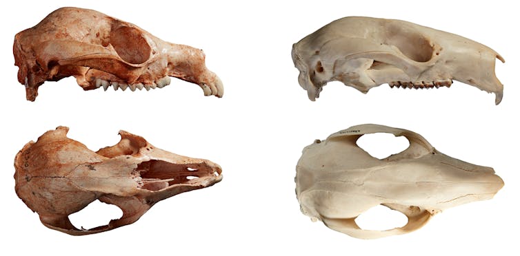Side by side image of two similar looking skulls