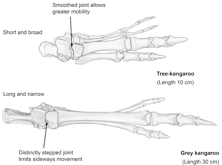Diagram of a shorter, more splayed foot skeleton and a longer, more focused one