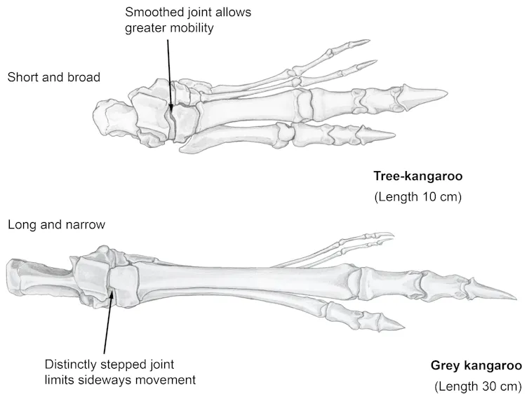 Diagram of a shorter, more splayed foot skeleton and a longer, more focused one