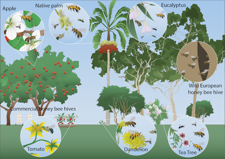 Illustration of different bee species pollinating flowers from crops and native plants