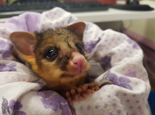Rescued possum peers out from a blanked wrapped around it