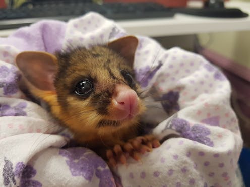 With hundreds of call-outs every day, wildlife rescue services can help us understand the threats to our native animals