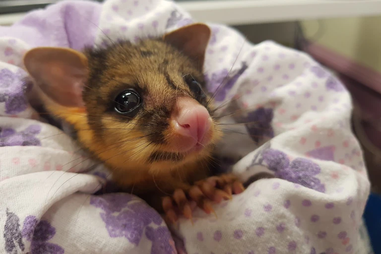 Rescued possum peers out from a blanked wrapped around it
