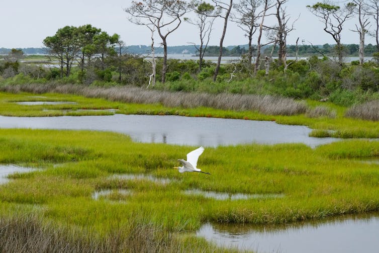 wetlands coast