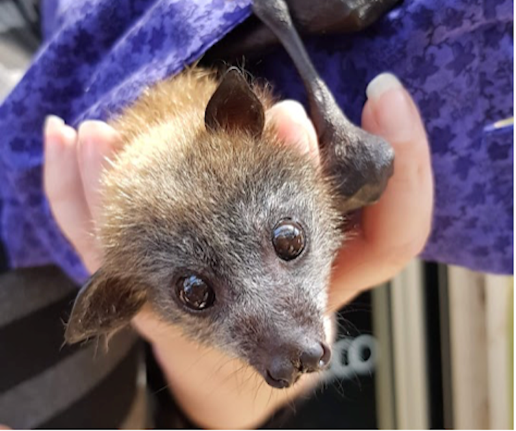 flying fox wrapped in a purple towel