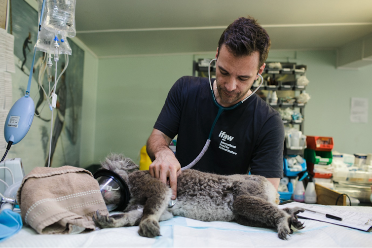 A vet checks a sedated koala