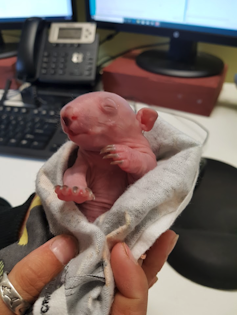 A pink, almost hairless baby wombat wrapped in a cloth