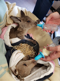 Two kangaroo joeys wrapped in blankets being bottlefed