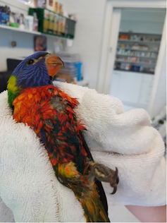 Rainbow lorikeet being held in a white towel at the vet