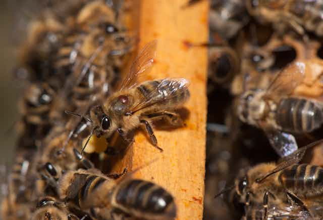 A close-up of several bees in a hive