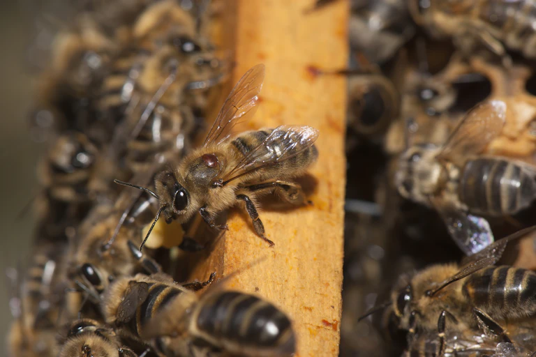 A close-up of several bees in a hive