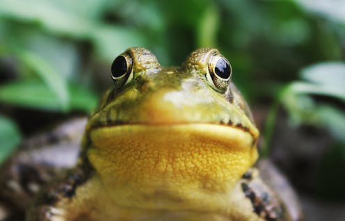 The world's worst animal disease is killing frogs worldwide. A testing breakthrough could help save them