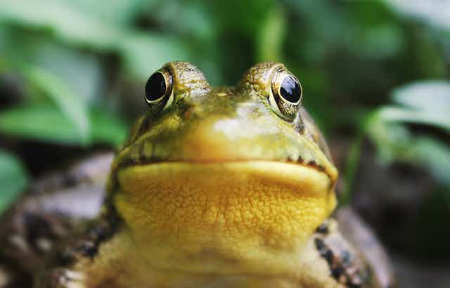 A green and yellow frog up close seemingly looking directly at the camera