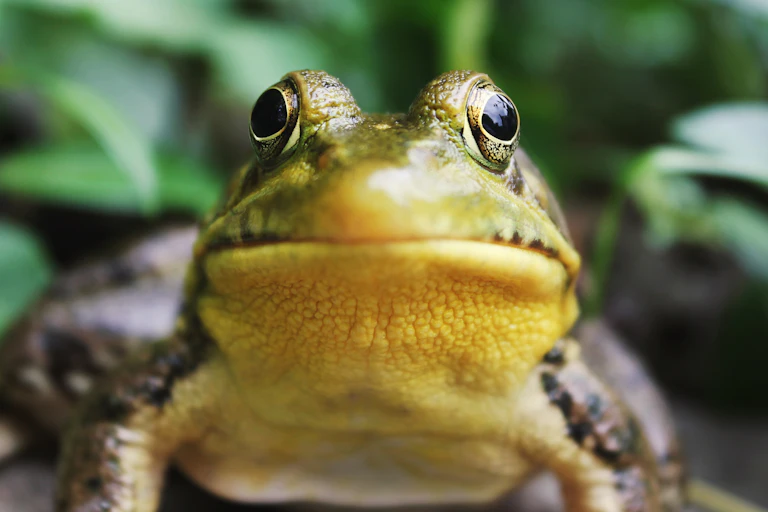 A green and yellow frog up close seemingly looking directly at the camera