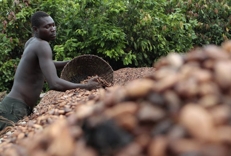 man empties bucket of cocoa seeds onto pile