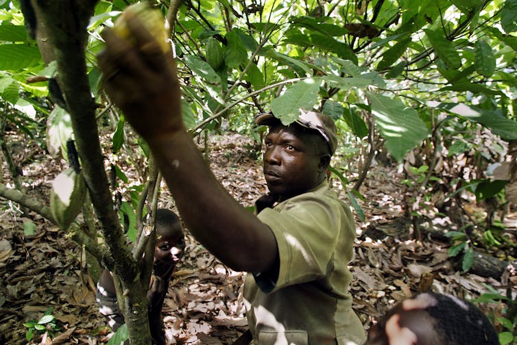 A man picks cocoa pod from a tree