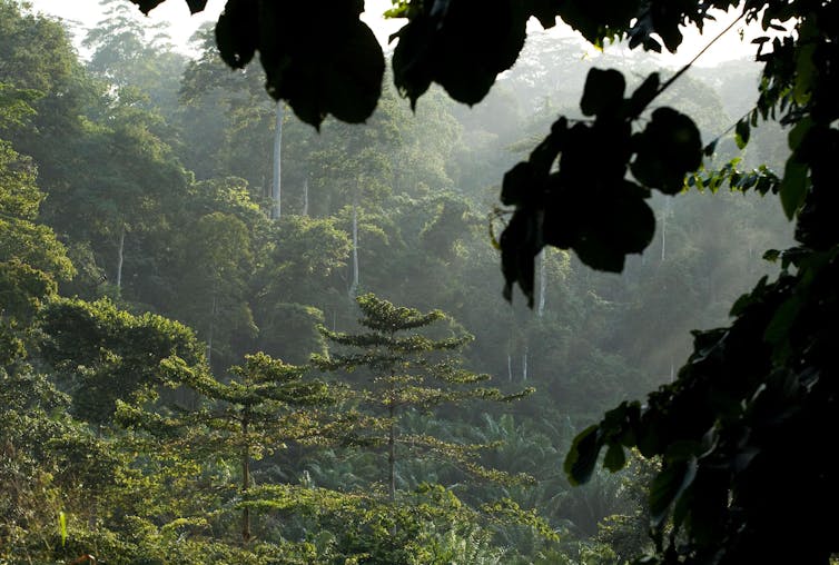 forest in Ghana