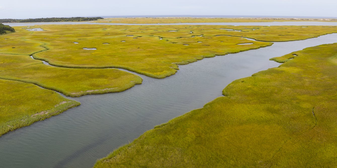 Coastal vegetation and estuaries are collectively a greenhouse gas sink