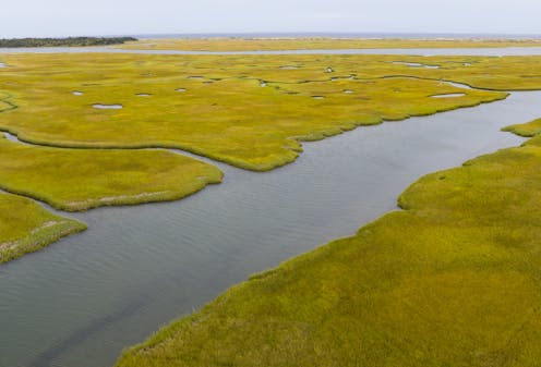 From mangroves to fjords, coastal ecosystems can take up or emit greenhouse gases. But globally, they're a vital sink