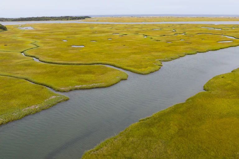 salt marsh
