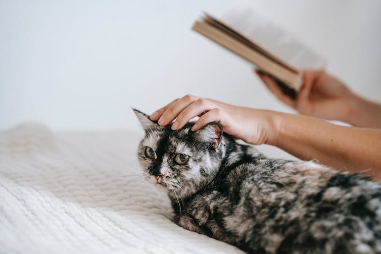 An adult holds a book with one hand and pats a cat with the other.