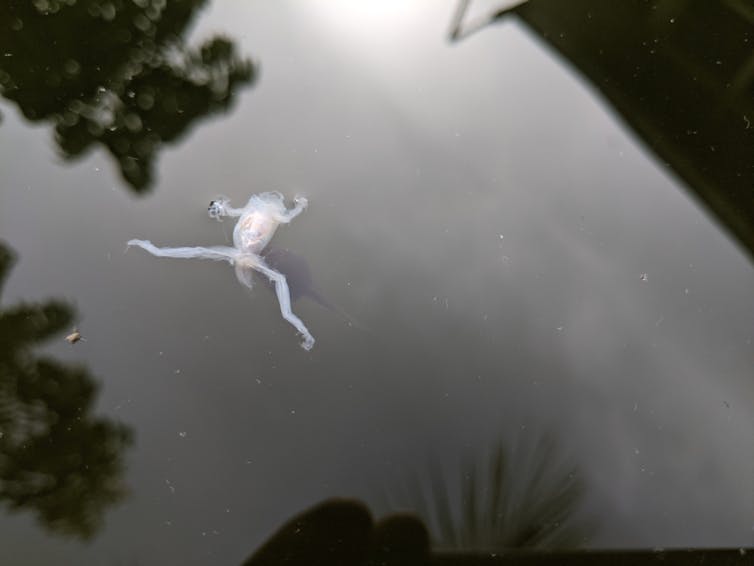 A dead white frog floating in water with the belly up and legs splayed