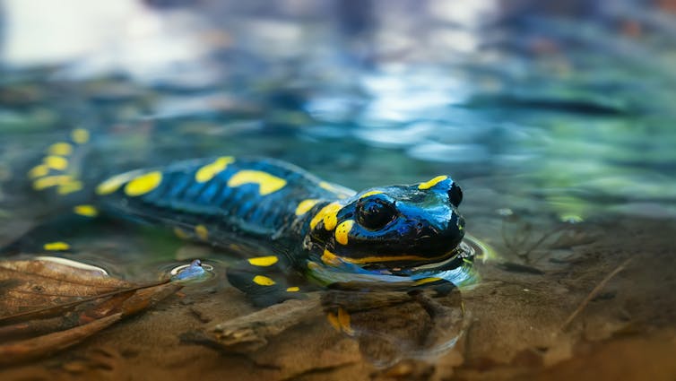 A black and yellow salamander swimming in clear creek water