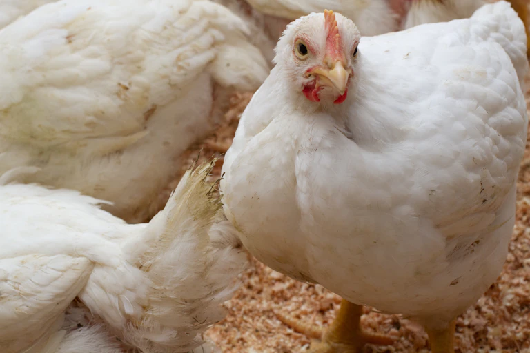 A large, white chicken stood among peers.