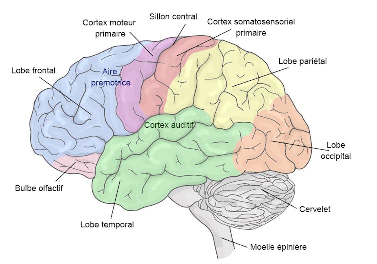 Infographie du cerveau