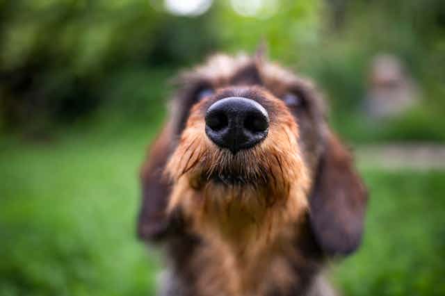 A dog's nose up close.
