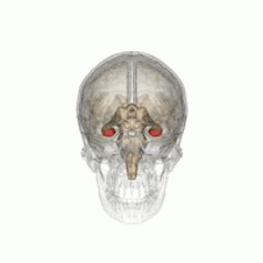 Gif che mostra la posizione dell'ippocampo nel cuore del cervello - labirinti