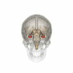 Gif montrant la localisation de l’hippocampe, au cœur du cerveau