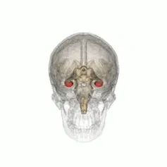 Gif montrant la localisation de l’hippocampe, au cœur du cerveau