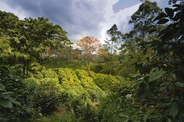 coffee plantation surrounded by forest trees