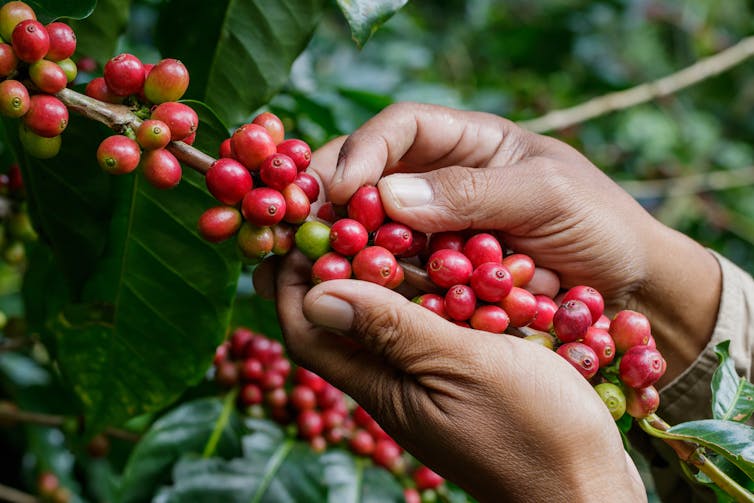 Hands picking coffee berries off the bush