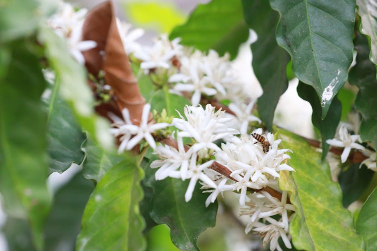 bees on white coffee flowers