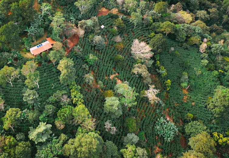 Aerial view showing patches of forest among areas of coffee crops