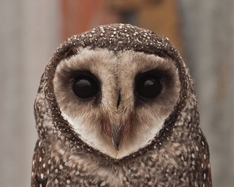 An owl face