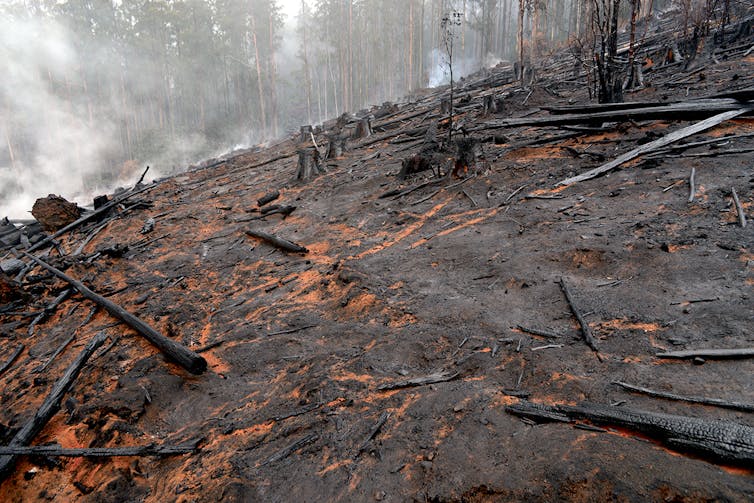 A smouldering logging coupe