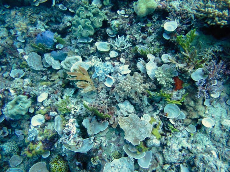 A photograph of sponge gardens on the Great Barrier Reef