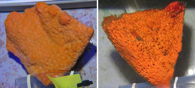 Two photographs side by side, showing the difference between healthy sponge tissue subjected to average temperatures and unhealthy sponge exposed to higher temperatures