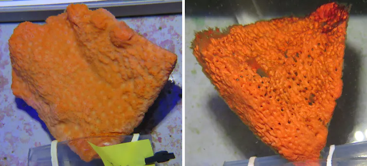 Bad break-up in warm waters: why marine sponges suffer with rising ...