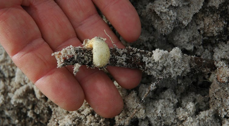 A closeup photograph showing the specialised ring-shaped root of the mungee tree, tapping into the resources of other plants.