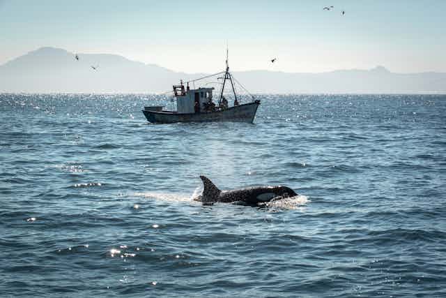An orca swimming with a fishing boat in the background.